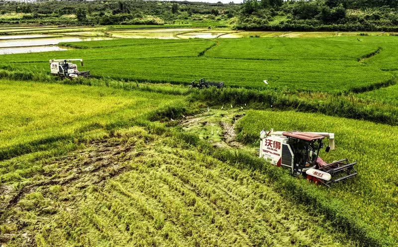 yichen55312's tweet photo. 安徽省池州市东至县龙泉镇华仁家庭农场种植的早稻开镰收割。 https://t.co/yiIL5JGNNT