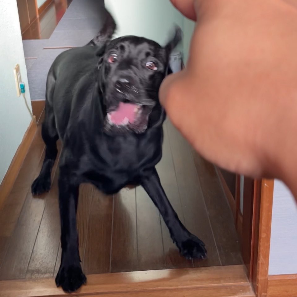 Billie_blklab's tweet photo. 表情豊かな良い子です☺️

#HelloWorld #JapaneseBlackLabrador https://t.co/lpfo17JN9r