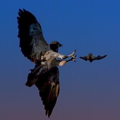 AnimalZoneikum's tweet photo. The bat hawk spends most of the day waiting for a single opportunity

 As bats emerge at dusk, it launches into the swarm, catching them in mid-air before eating them https://t.co/DrhT03TrZz