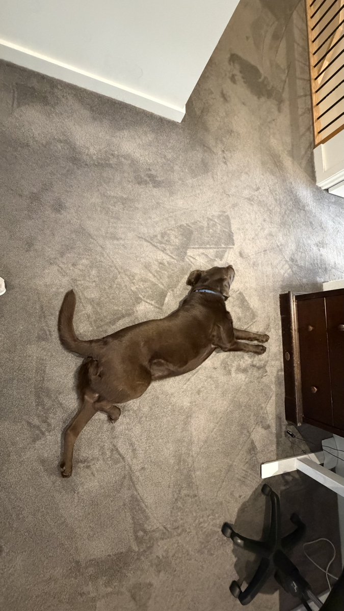 Bubblecheekers's tweet photo. Vacuuming doesn’t provide food for Labrador’s so they are happy to just lay there and let you vacuum around them! https://t.co/bTuXoOwoJg