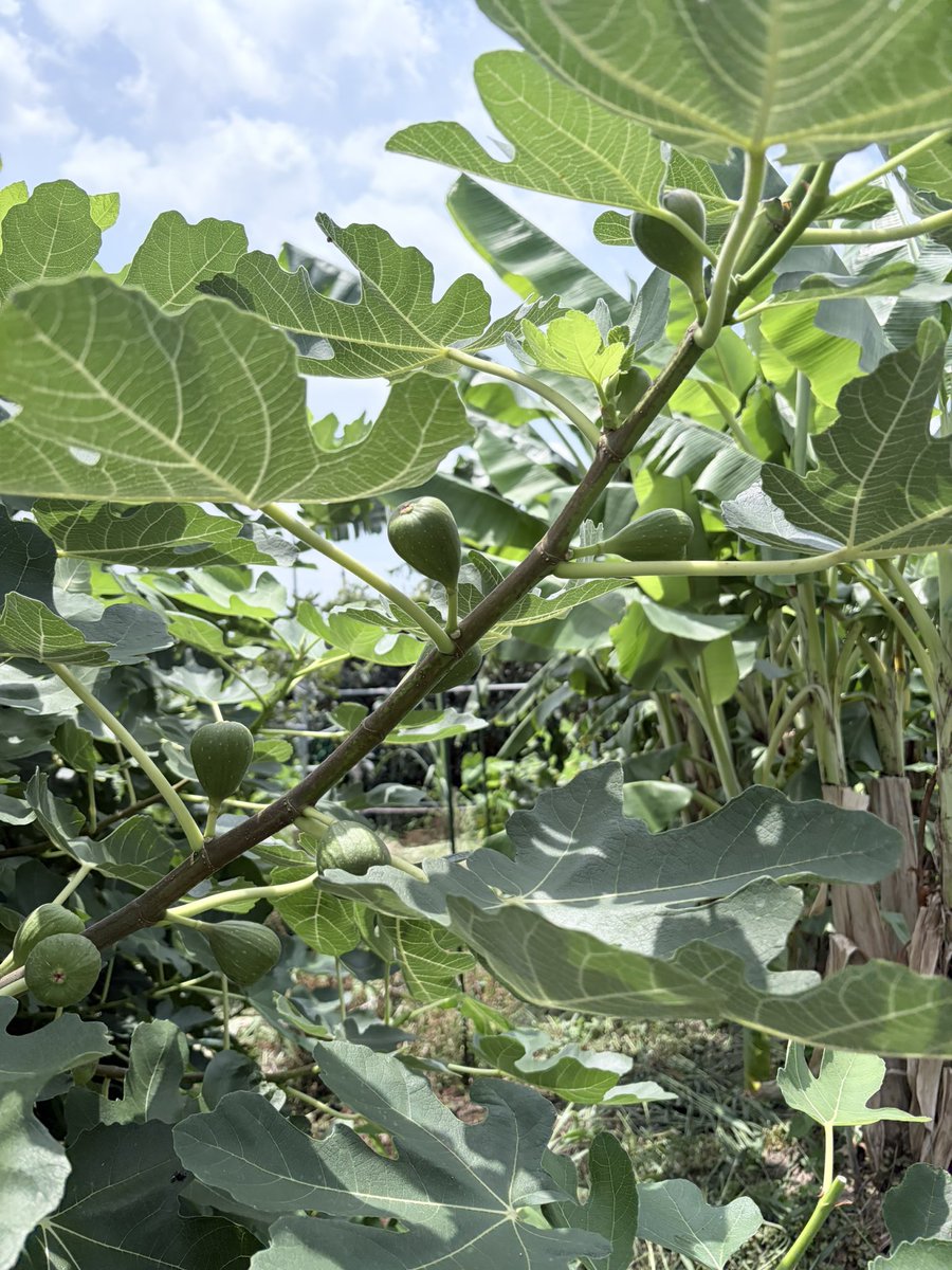 hisao418's tweet photo. 今日は☁️曇りやけど蒸し暑い😅
除草剤も使ってないから水草がぁ〜👀💦
スイカ🍉とイチジクと柚子が実つきだした✨
#家庭菜園 https://t.co/a5XqnQxfs6