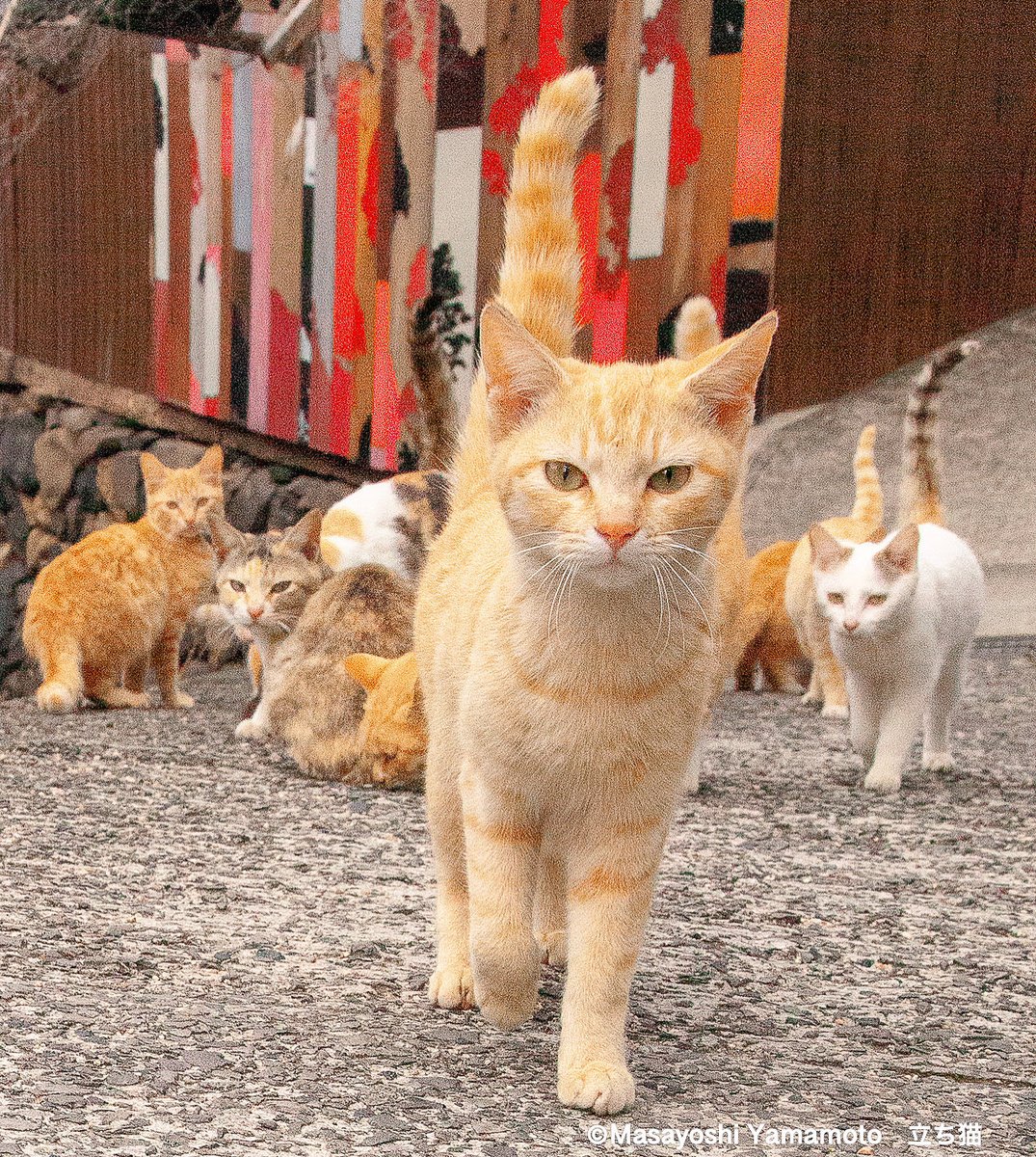 nekoiroiro's tweet photo. ずんずんずん https://t.co/DNms31zxZR