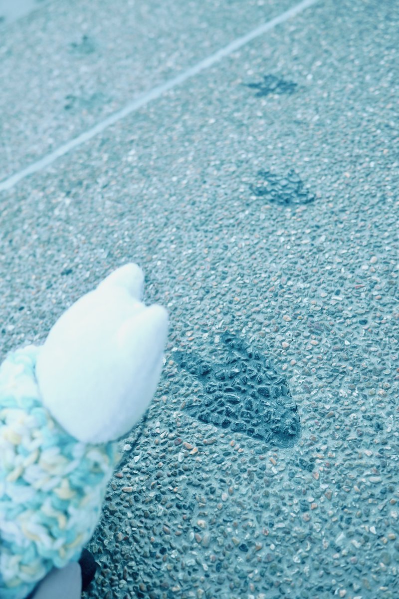 NICOLEnoTAMENO's tweet photo. 君の一歩は僕より遠い
間違いなく君の凄いところ
足跡は僕の方が多い
間違いなく僕の凄いところ

そうやって始まったんだよ

#BUMPOFCHICKEN
#BUMP
#アカシア
#NICOLE
#ニコル
#ペンギンに出会う前
#未確認生物の足跡🐾
#気になるお年頃
#水族館
#少しずつだけど足跡増えたよ https://t.co/4H7IGVATlH