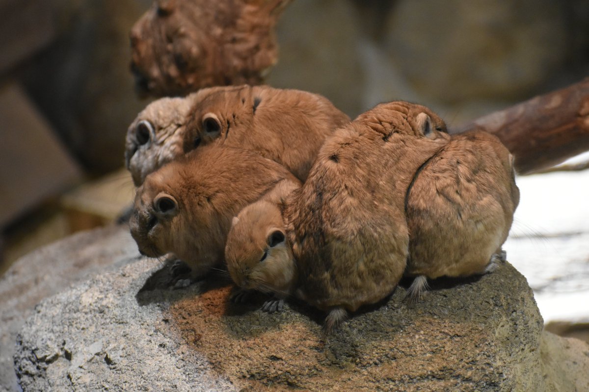 seibutuen_info's tweet photo. グンディ岩
真ん中に挟まれベビンディ
#グンディ #本日のグンディ
#足立区生物園 https://t.co/9zjlAgyByw
