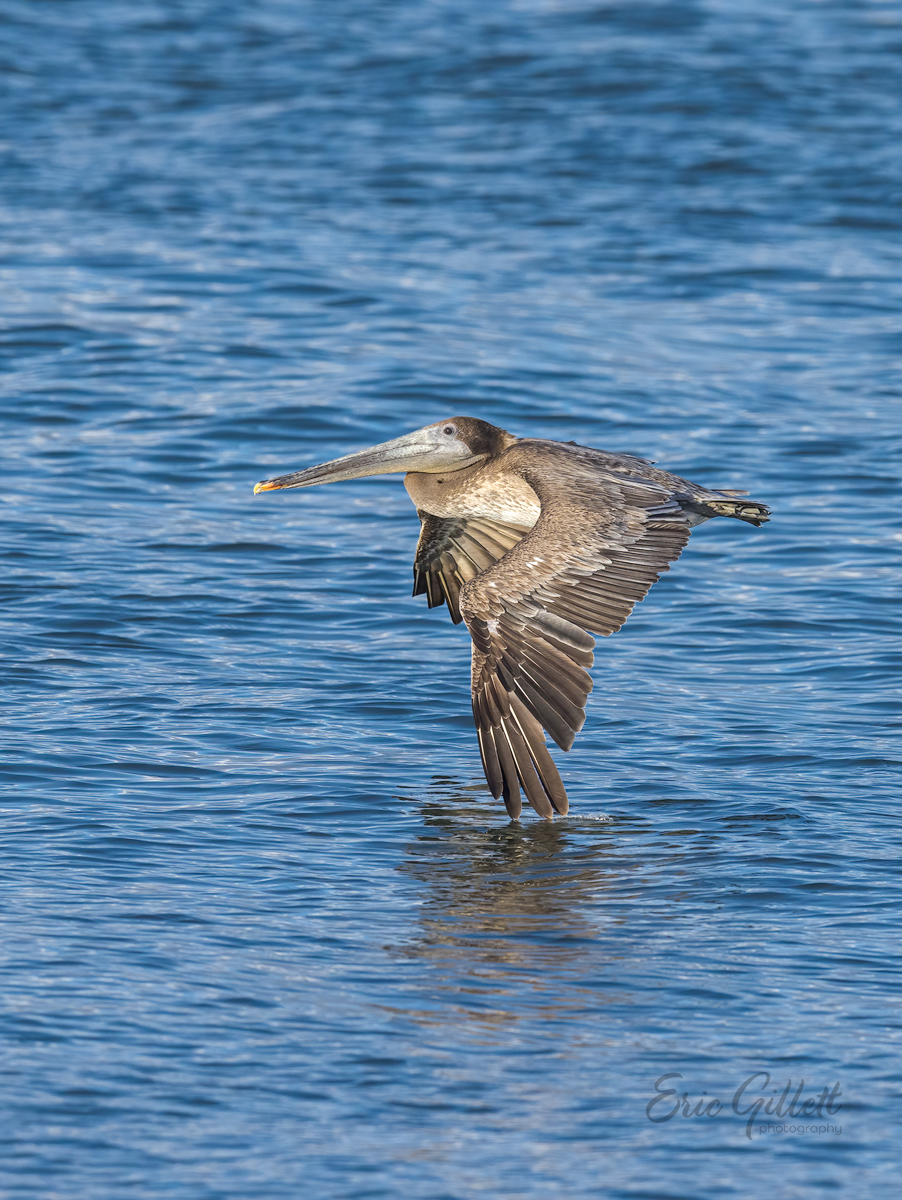 avianpics's tweet photo. Brown Pelican skimming the water! https://t.co/AitZM9D58L