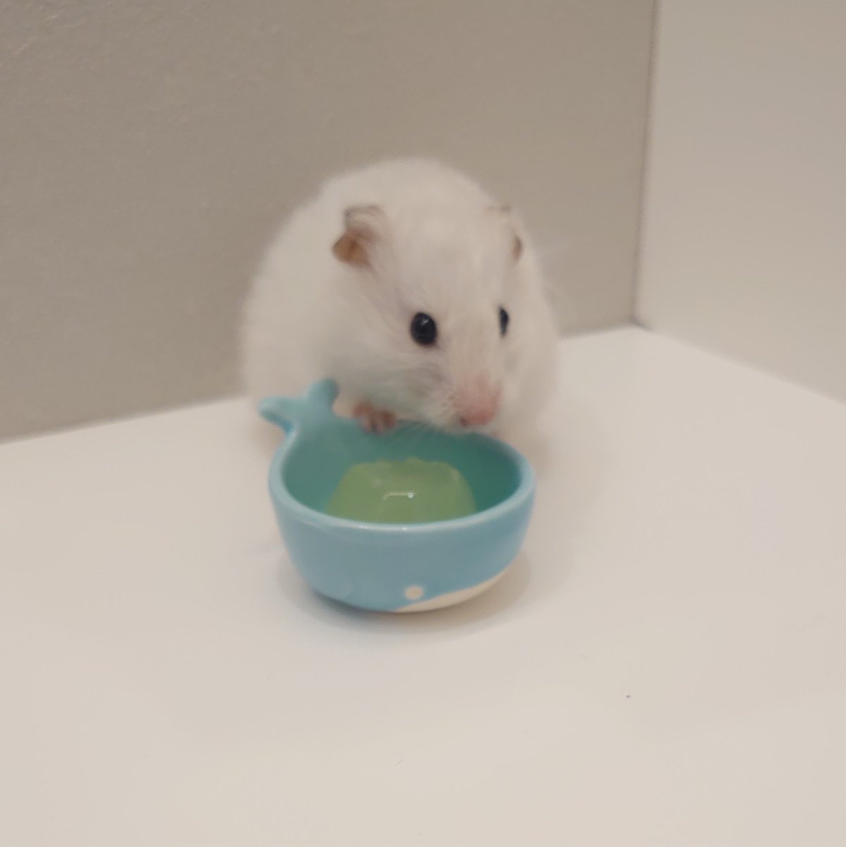 FukushimaAH's tweet photo. プレゼント🎁いただきました✨️

ありがとうございます♪

🐹うまっ https://t.co/NeeUOfMaXN