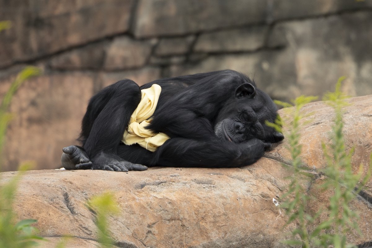 HYoneguchi's tweet photo. Happy World Chimpanzee Day!
毎年7月14日は世界チンパンジーの日！
1枚目：セジウィックカウンティー動物園
2枚目：カンザスシティー動物園
3枚目：リトルロック動物園
4枚目：オクラホマシティ動物園
#WorldChimpanzeeDay
#世界チンパンジーの日
#Zooおじさん https://t.co/m6K3GMPsNN