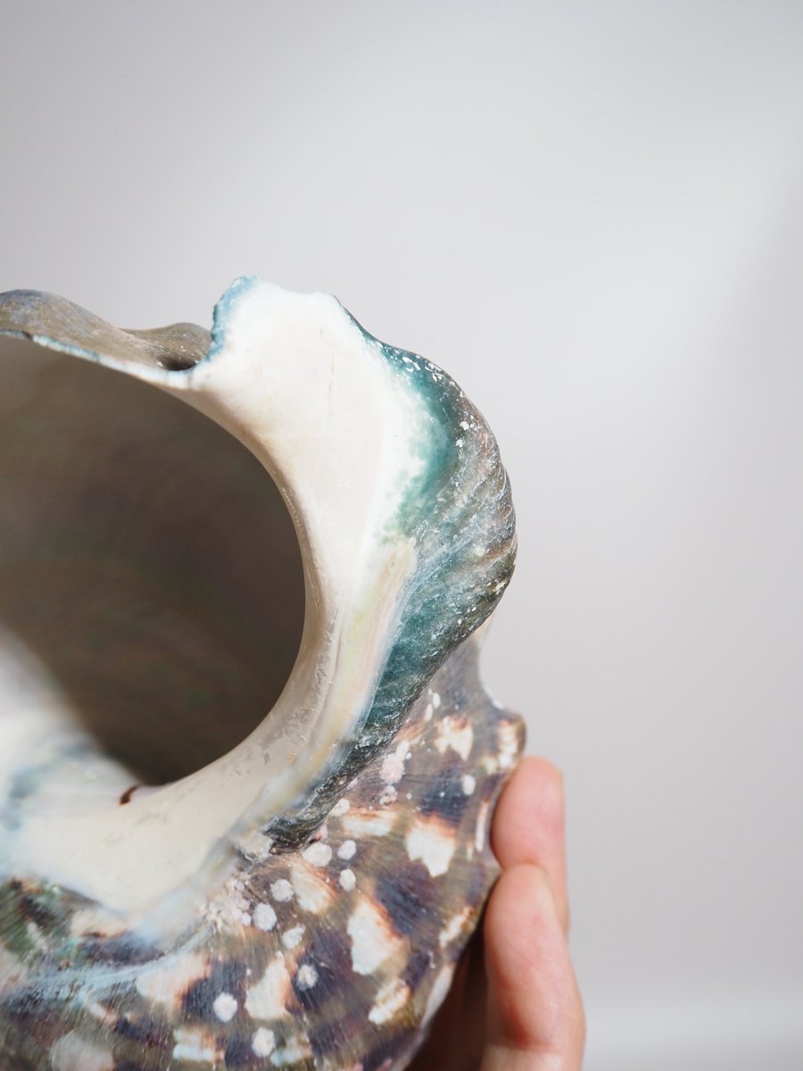 正倉院の宝物など古くから螺鈿細工の素材として使われているヤコウガイ