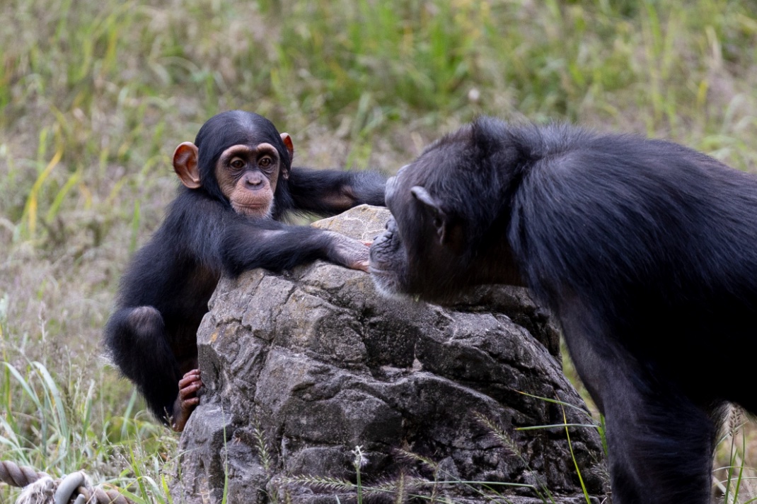 HYoneguchi's tweet photo. Happy World Chimpanzee Day!
毎年7月14日は世界チンパンジーの日！
1枚目：大森山動物園
2枚目：いしかわ動物園
3枚目：多摩動物公園
4枚目：よこはま動物園ズーラシア
#WorldChimpanzeeDay
#世界チンパンジーの日
#Zoo https://t.co/CLUKFLvINQ