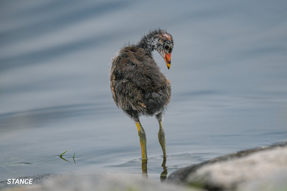 水辺のバン幼鳥 D850+500f4G+1.4xテレコン #バン幼鳥 #野鳥写真 #瓢湖