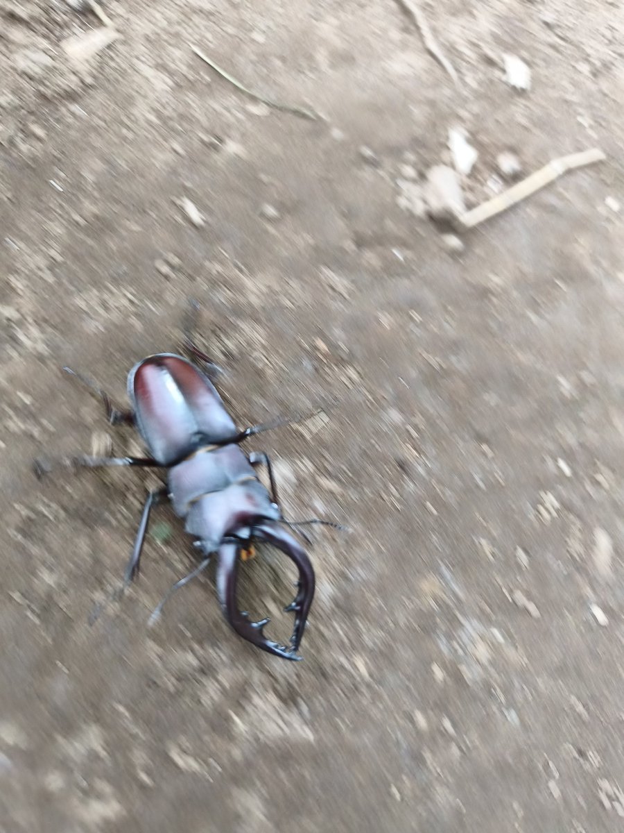 770_VRC's tweet photo. カブトムシんちょすと、ノコギリの末裔 https://t.co/mrAVFqGJQz