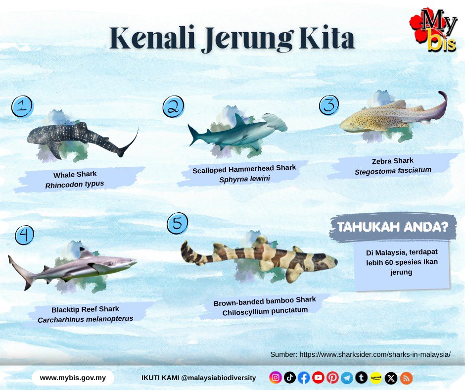mybisgovmy's tweet photo. Mari kenali jerung!

#HariKesedaranJerungSedunia #Selamatkanjerung #Lindungilautankita #Pemuliharaanlaut #MyBIS https://t.co/fomukHVTCC