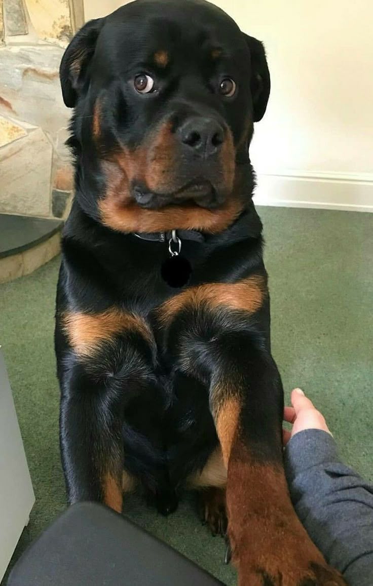 payrenel's tweet photo. lagi buka pinterest langsung ketemu side eye dari anjing wkwk https://t.co/AXnMsMBE7B