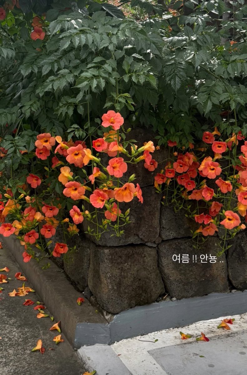 snow2snow0's tweet photo. 능소화가 원래 여름을 알려주는 꽃이래요 
피면 여름이 온 거고 지면 여름이 꺾인 거라서 https://t.co/8zLWnTtfjM