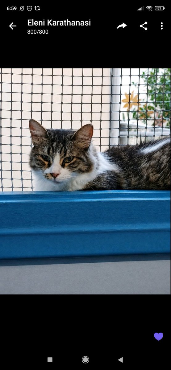 CatofAthens's tweet photo. Η Σίσσυ εγκαταληφθηκε. Ζει σε προσωρινή φιλοξενια ειναι εναμιση ετους αποπαρασιτωμενη στειρωμενη και ψαχνει το μονιμο της σπιτι με δωρο την προικα της.
ΠΡΟΣΟΧΗ: ειναι αυτοκολλητακι. Ομιλητικη και πολυ ανθρωποκεντρική και κουτσομπολα. https://t.co/452lCWrbtj
