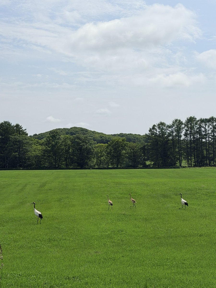 asadataroaaaaa's tweet photo. 子供２羽って珍しい気がする🐧🐧
#タンチョウ #釧路 #北海道 https://t.co/Cvug2sQxsd