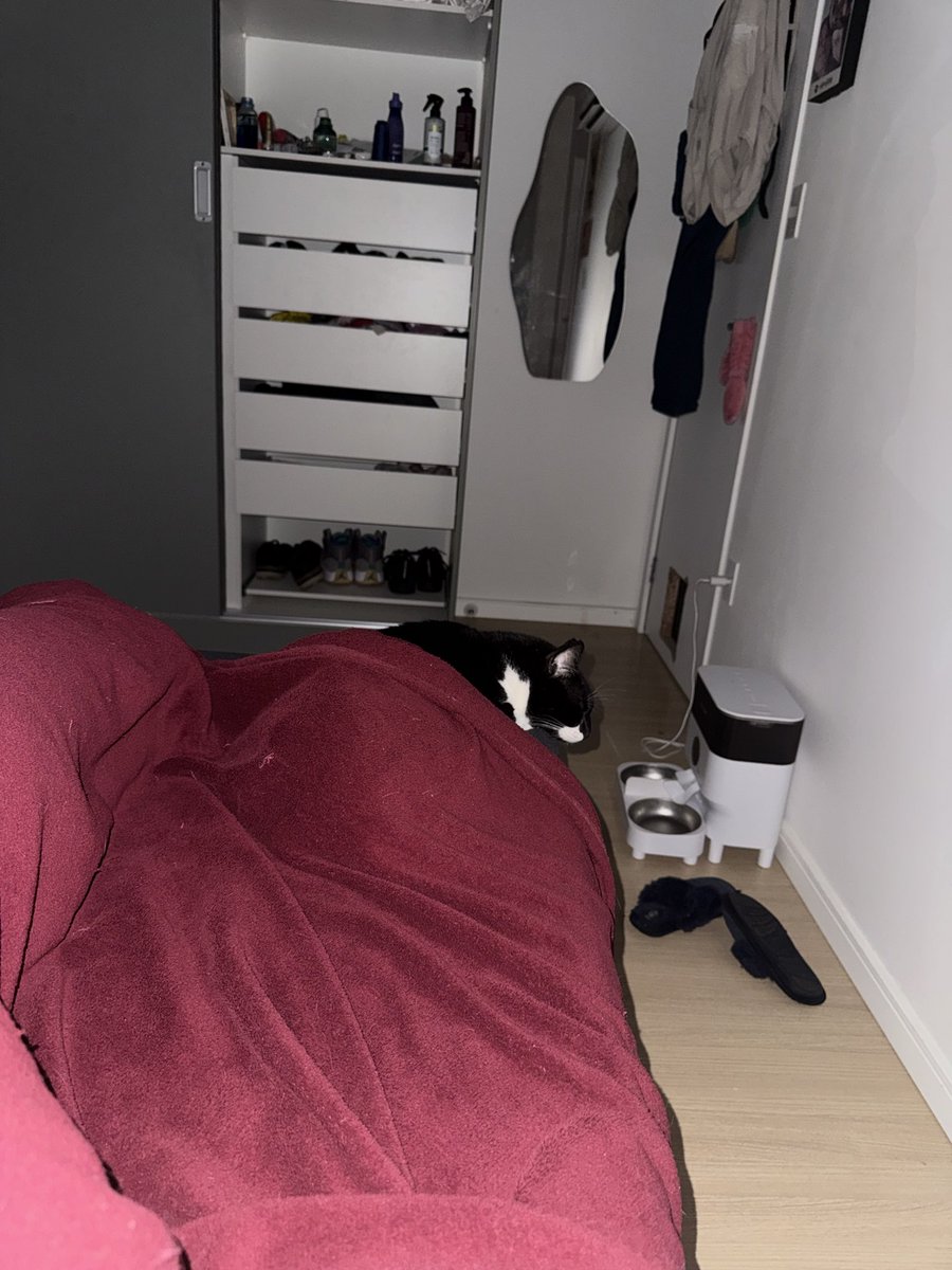 joaumluca's tweet photo. Tendo que dormir em itálico pq tem um frajola filho da puta dormindo onde fica meu pé https://t.co/6lry3PaENN