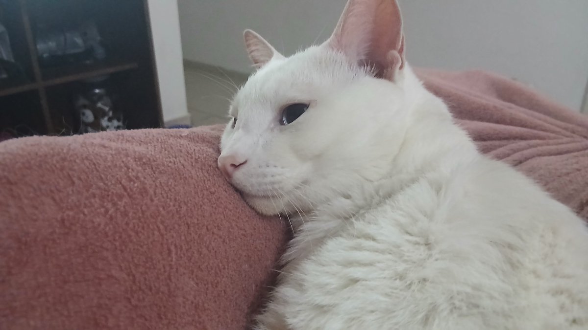 vitoriacostuda's tweet photo. meu filho lindo https://t.co/11AUDIoHVF