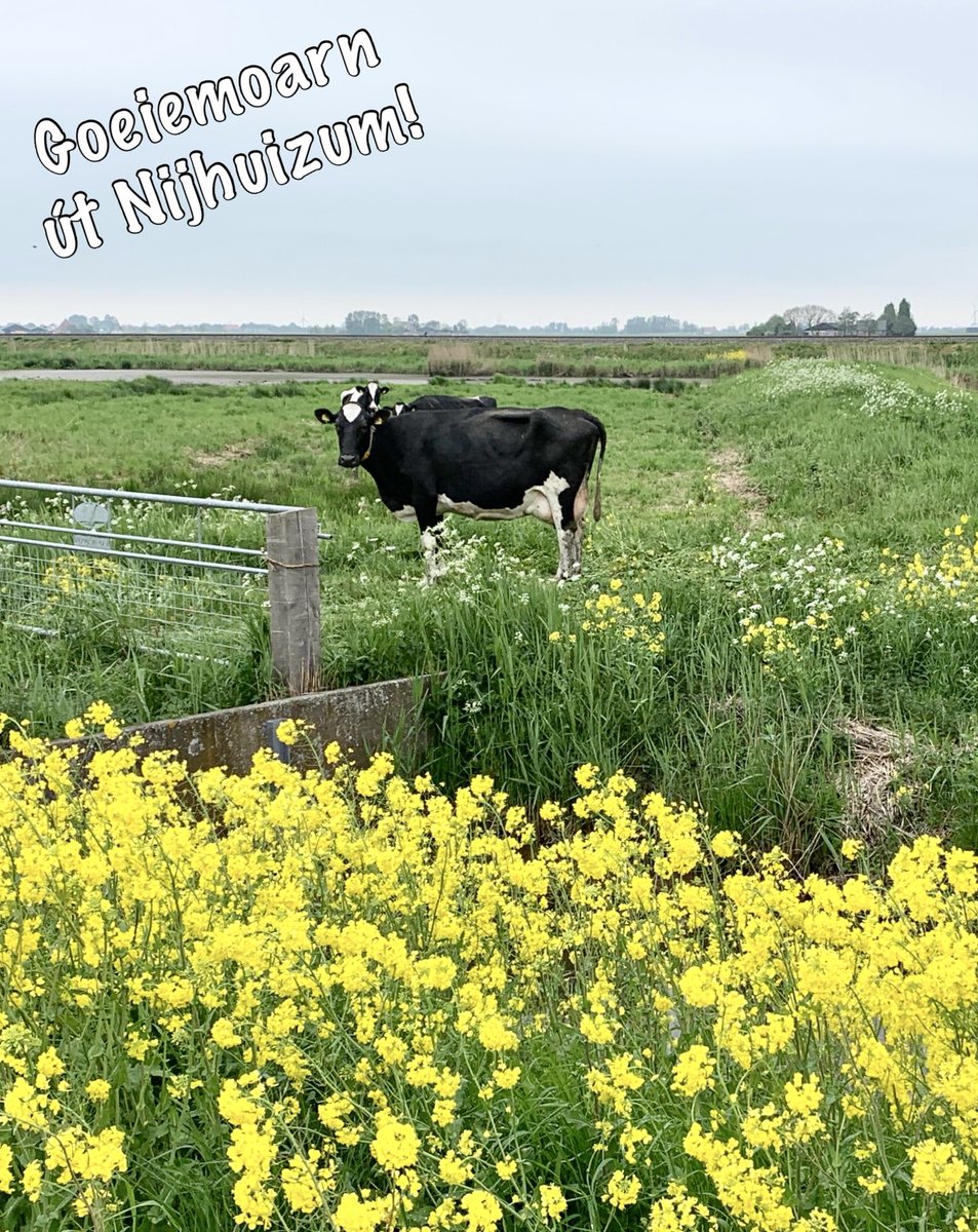 Meitje 🕊️ tweet media