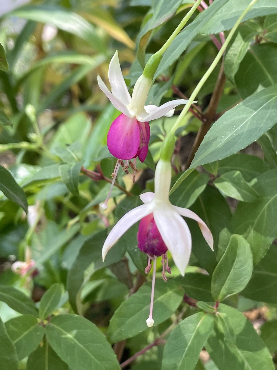 seramuseum's tweet photo. 近くの公園や花壇に北山緑化植物園の中にある植物生産研究センターで開発された、西宮市オリジナル植物が植えられています♪
 「エンジェルス イヤリング」「ゆめむらさき」。 https://t.co/OZINKnvDd7
