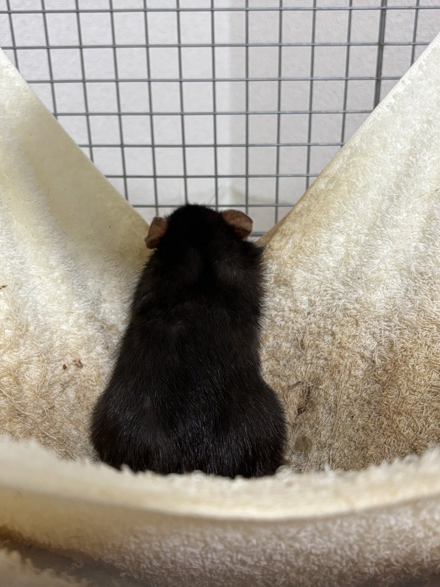 LONI_RAT's tweet photo. かわいい背中
#ファンシーラット
#ドブネズミ
#rats
#rat
#fancyrat
#ぐらちゅろ https://t.co/cHF4sj3v4S