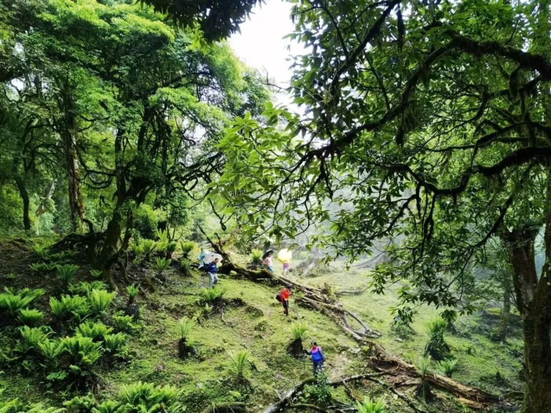 uplincang's tweet photo. 古树遮天蔽日
藤蔓交错、青苔满地
避暑，就来云南耿马黑森林
#遇见临沧如回故乡 https://t.co/cYzUeszdw2