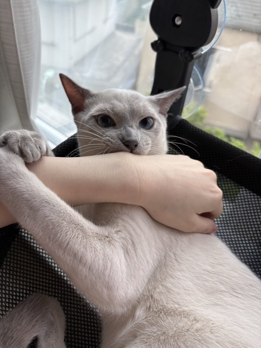ロシアンブルーのシアン🐈‍⬛シエル🐈 (@kana_cosme123) / Posts / X