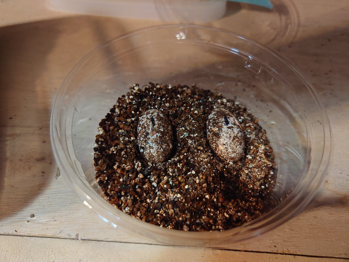 CreatureLab's tweet photo. ファスキオラータス産卵🥚 https://t.co/ZrKcyVdN3U