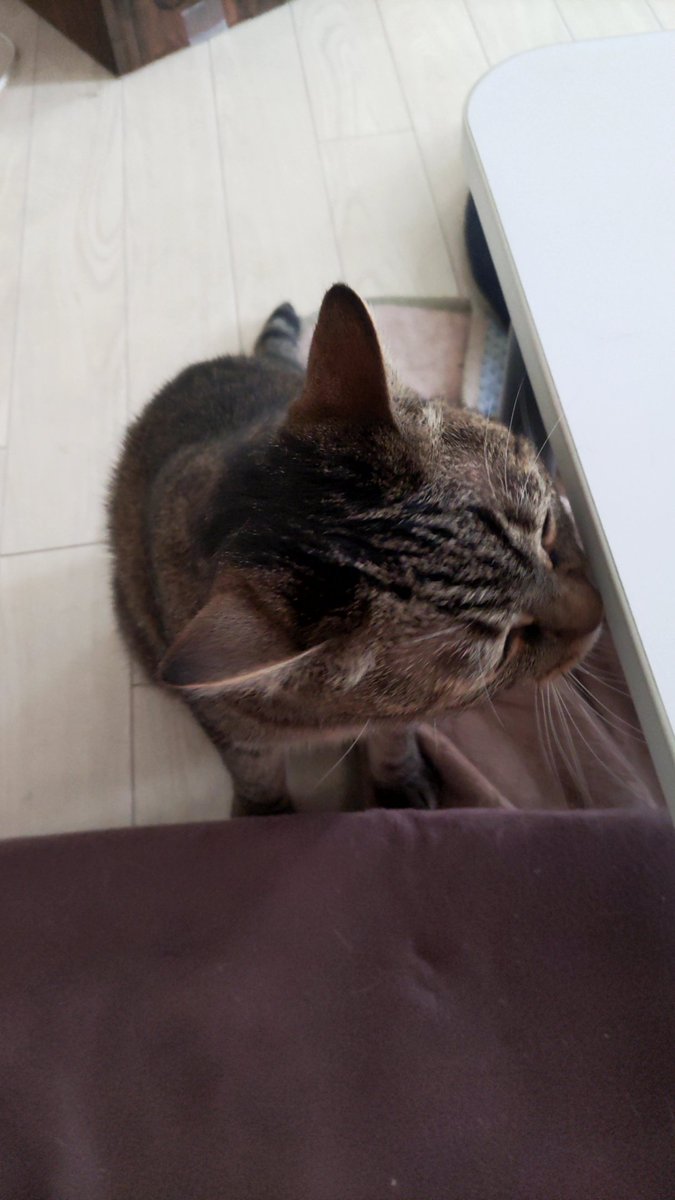 gare0203's tweet photo. 猫のことだけ考えて生きられたらいいのになあ。 https://t.co/7d1qSbNW3H
