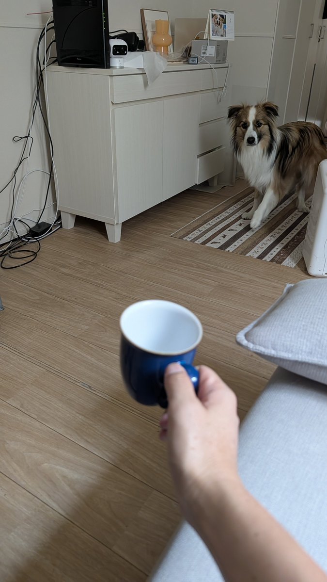 rimu_kun_bo's tweet photo. 昼寝してたら入れてた牛乳が消滅してたので、なんとなくりむに「この中身しらない？」って聞いてるところ🐶🥛 https://t.co/xq96Uu233k