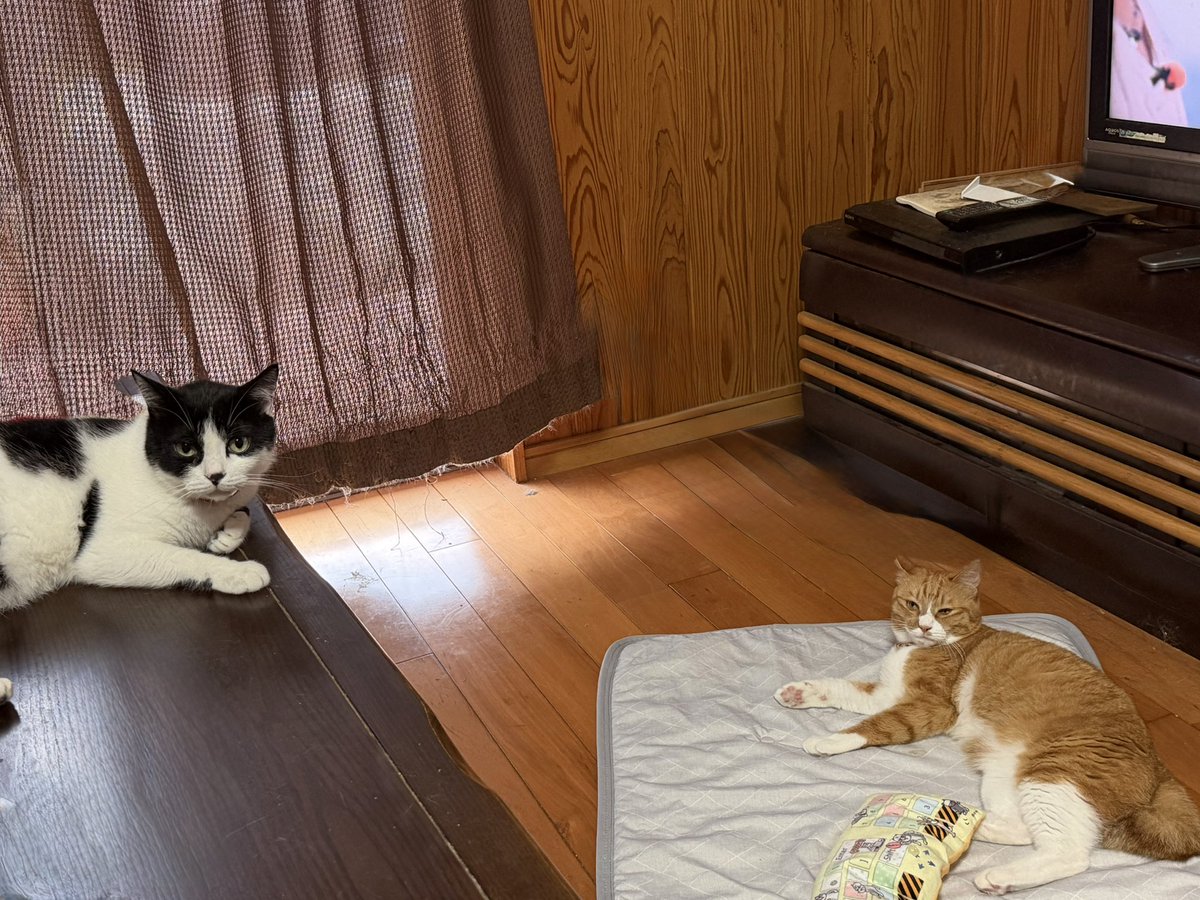 Wildcatsniper22's tweet photo. 📸を向けるポンコツに���して…
ジジ、キキ「(せーのっ)構えっ‼️( •̀ω•́ )✧」
 #猫 #ねこ #白黒猫 #はちわれ猫 #茶白猫 #猫好きさんと繋がりたい https://t.co/DpuIHpKQiY