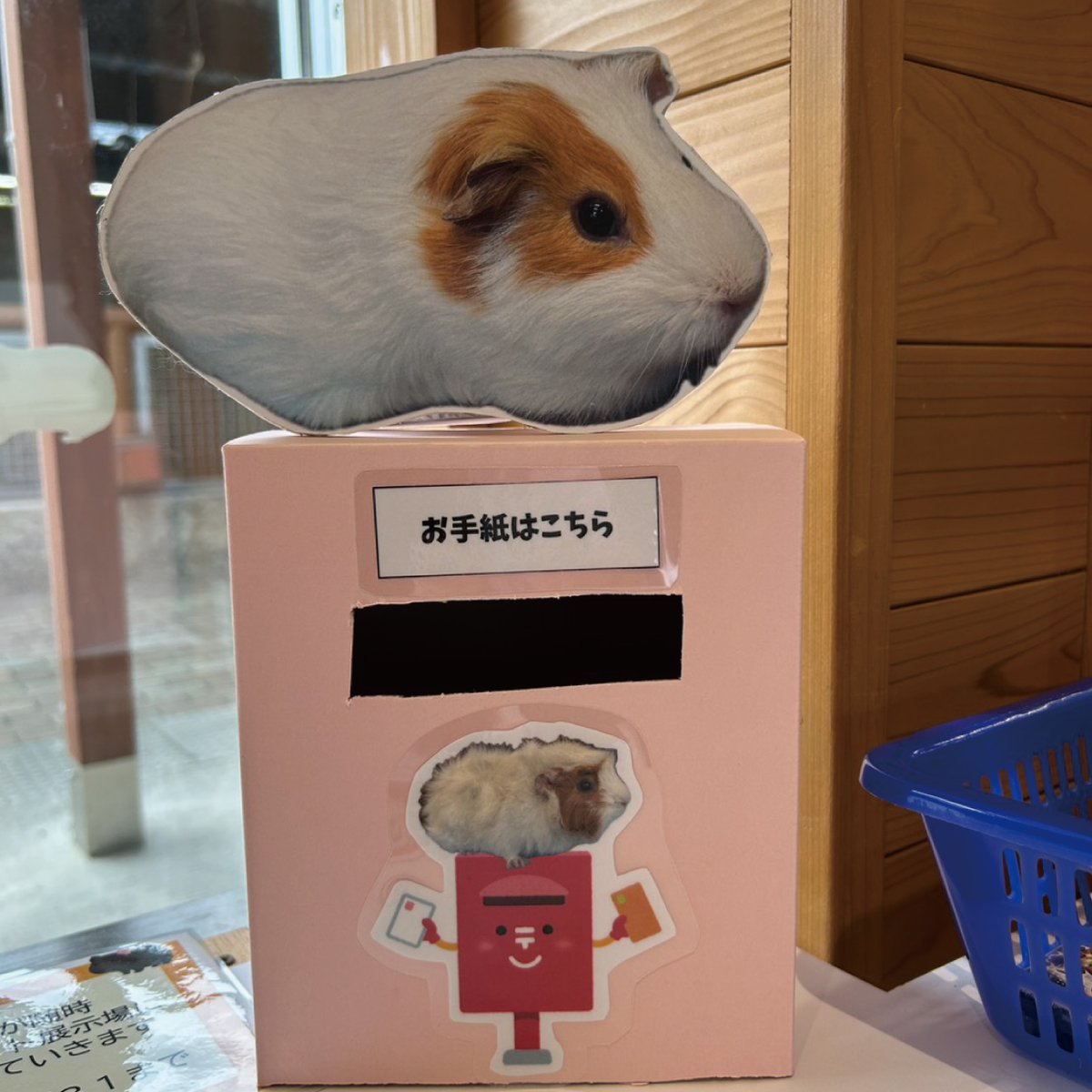 ishikawazoo_jp's tweet photo. モルモット感謝の日にちなんだ
モルモットへのお手紙イベントの
お手紙たくさんお寄せいただいてます💌
可愛いメッセージありがとうございます😊
まだまだお待ちしています💫

#いしかわ動物園
#モルモット感謝の日
#モルモット
#お手紙は18日まで https://t.co/GzyXqNkzbG
