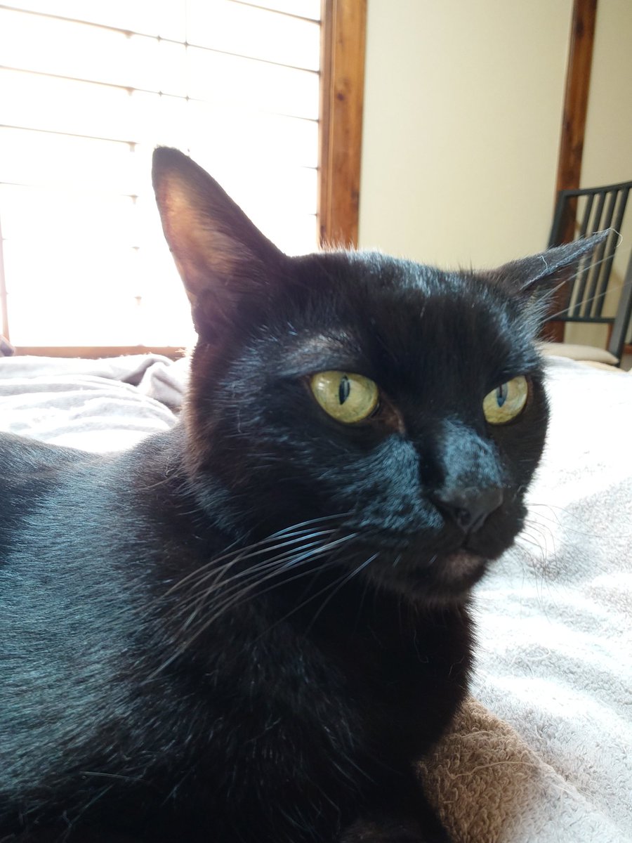 11totto22's tweet photo. リビングはエアコンをつけてあるが隣接した部屋で寛ぐ猫達。
出身が違うモカだけ毛が多くて暑そう。
ちょことミルクを撫で回し、バニラは玄関まで一緒にお見送り。 https://t.co/6fw50iSnHs