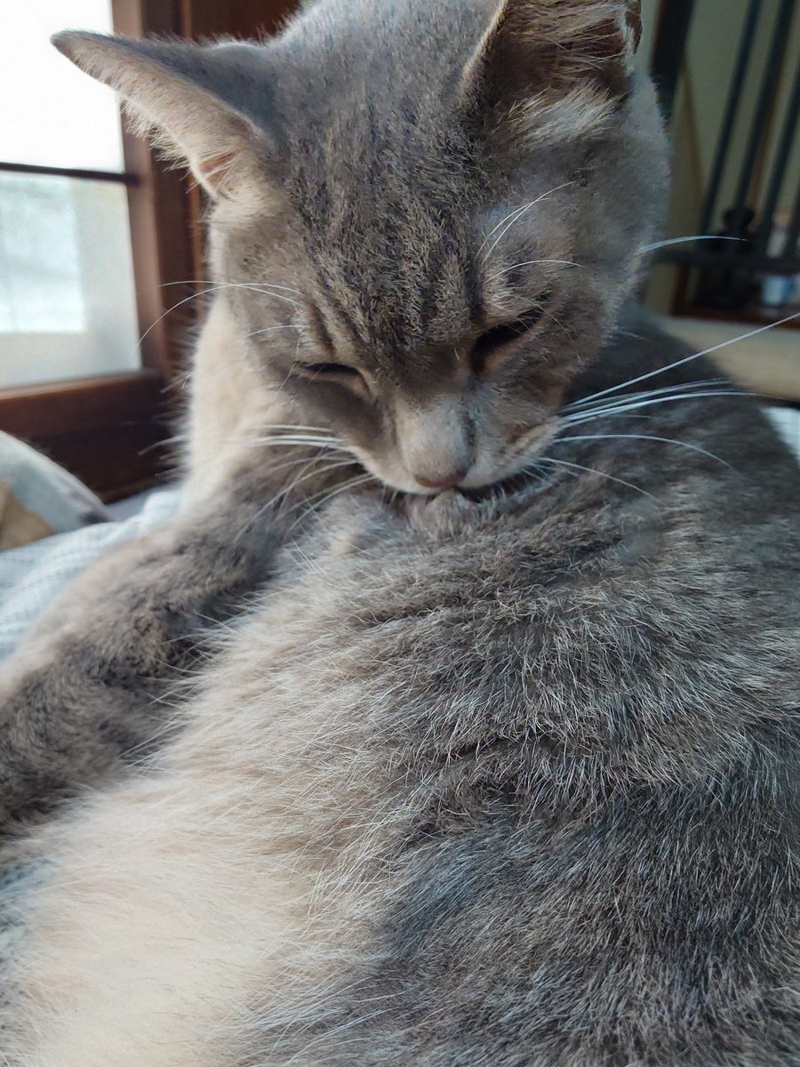 11totto22's tweet photo. リビングはエアコンをつけてあるが隣接した部屋で寛ぐ猫達。
出身が違うモカだけ毛が多くて暑そう。
ちょことミルクを撫で回し、バニラは玄関まで一緒にお見送り。 https://t.co/6fw50iSnHs