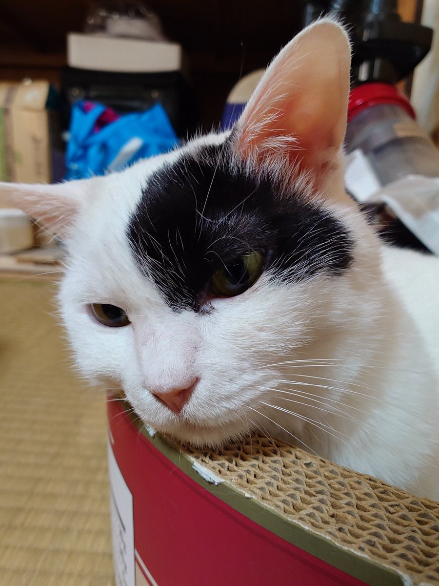 11totto22's tweet photo. リビングはエアコンをつけてあるが隣接した部屋で寛ぐ猫達。
出身が違うモカだけ毛が多くて暑そう。
ちょことミルクを撫で回し、バニラは玄関まで一緒にお見送り。 https://t.co/6fw50iSnHs