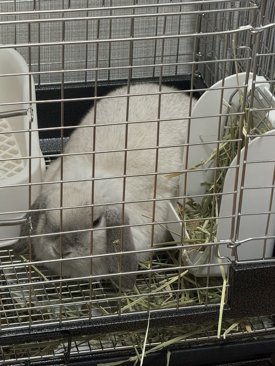hato_db's tweet photo. 昼間のうさぎは眠たそう https://t.co/xYrhrSVirc