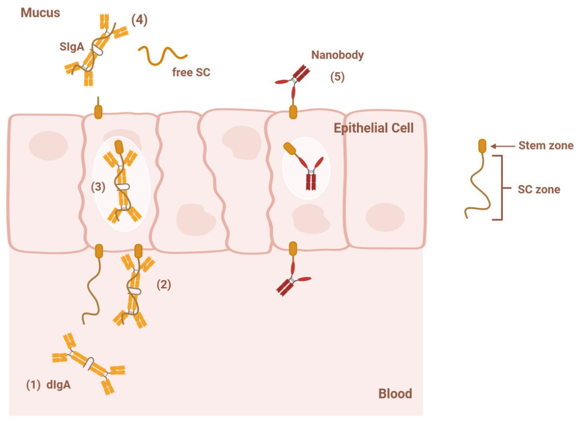 Antibodies_MDPI's tweet photo. Glad to share this paper @MediPharma_MDPI 
 
"pIgR Stem Zone-Targeted #Nanobodies as Apical-to-Basolateral Carriers  for Inhaled #Biologic #Delivery Across Mucosal Barriers" 
 
https://t.co/GiWp6S06kk https://t.co/ZdXxqwN7aG