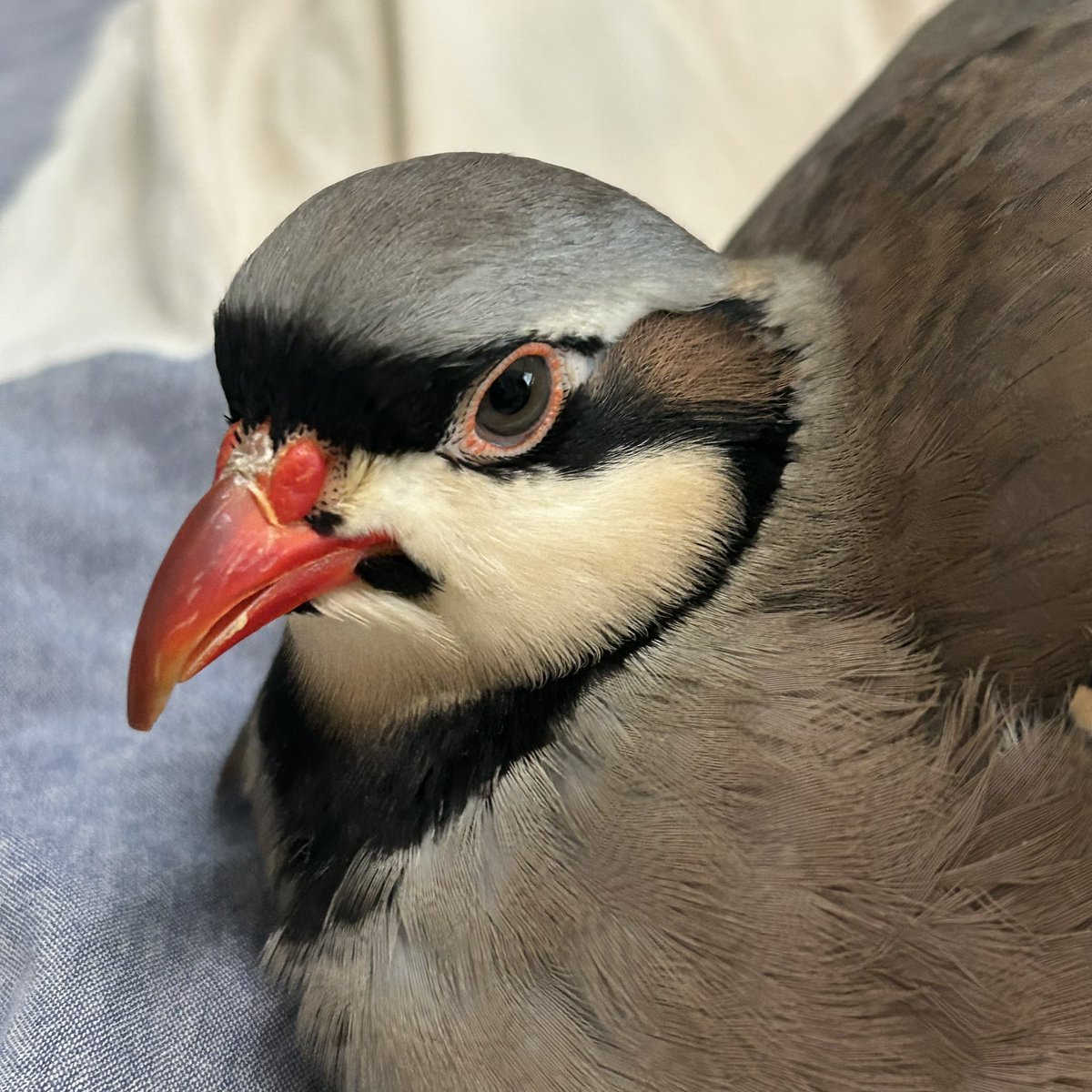 ぶんぶかかぽ tweet media