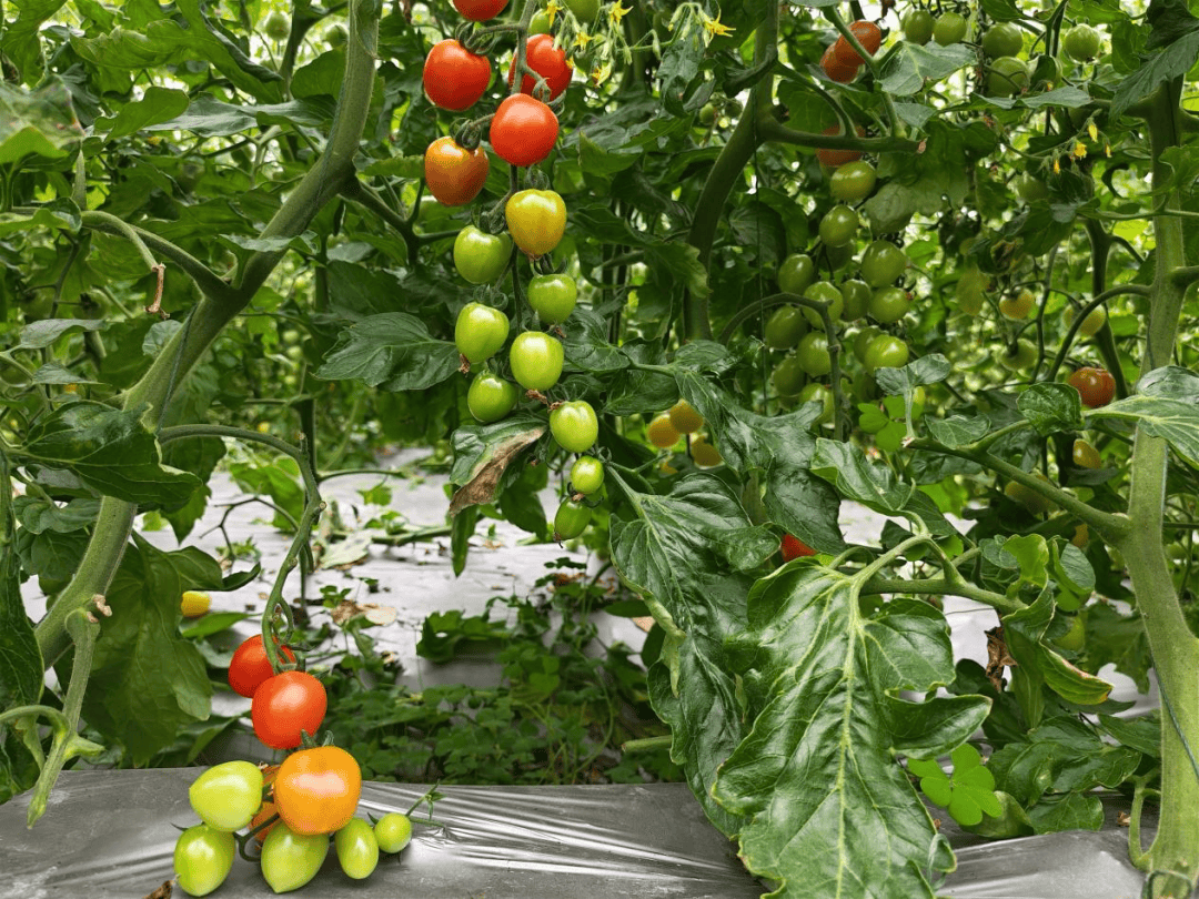 StreedAdrian's tweet photo. Just tried this organic rainbow cherry tomato from local farm! Sweet, juicy, and packed with freshness—no weird aftertaste at all. Perfect for salads or snacking, 10/10 would repurchase! https://t.co/MLu0HfJC6B