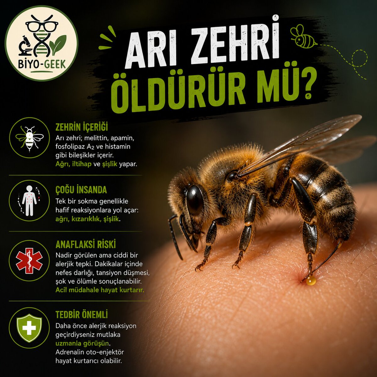 BiyoGeek's tweet photo. Arı sokması gerçekten öldürebilir mi? 🐝

Evet.

Ama çoğu zaman sebep zehrin kendisi değil, bağışıklık sisteminin aşırı verdiği tepkidir.

Bu tabloya anafilaksi denir ve dakikalar içinde hayati risk oluşturabilir.

Çoğu insan için tek sokma sadece ağrı ve şişlik yapar.

Bazen en büyük tehlike zehir değil, vücudunun ona verdiği cevaptır.