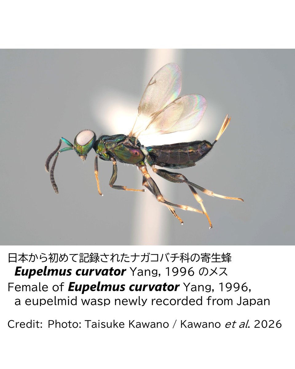 biwahaku's tweet photo. ルーマニアの学術雑誌に共著の報告が掲載されました。カマキリの卵嚢に寄生するハチを日本で初めて発見しました。本発見はSNSによって市民の観察と専門家の研究が結びついたもので、新しい発見の形と言えます。〈陸上昆虫学担当学芸員〉
#琵琶湖博物館　#びわ博 https://t.co/q2ts08NMDL