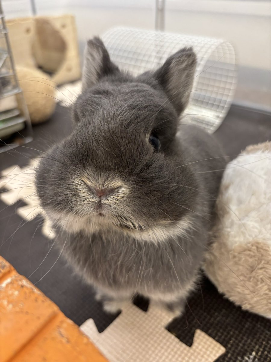 LaketownShippo's tweet photo. サークルであそんでいるぷいぷいです♪
なんでお口濡れてるの😯（お水でした）

#うさぎのしっぽ #うさぎ #レイクタウン  #うさぎ好きさんと繋がりたい #かわいい #rabbit #ネザーランドドワーフ #ぷいぷい https://t.co/REAjAyO3g9