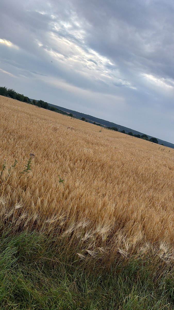 Schlenki3's tweet photo. 🙋‍♂️Guten Morgen liebe Freunde des Regens, Schlenki hatte zarte 4 Liter 💪
Die Gerste steht noch, alles im grünen Bereich.
Schönen DiTa 😊 https://t.co/C1ZUqrqZJL