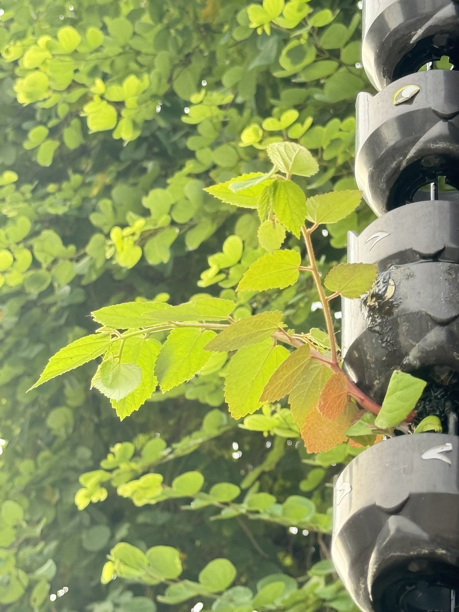 yuyukub's tweet photo. ต้นอะไรเอ่ย เกิด ที่รางน้ำได้ สงสัยจังเลย https://t.co/UmtzBlR0Ky