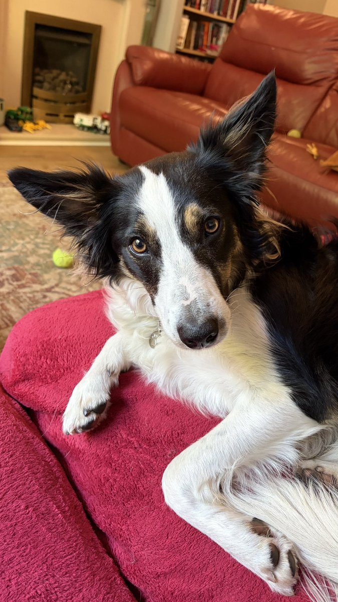 Puppy Bess and Auntie Kes tweet media