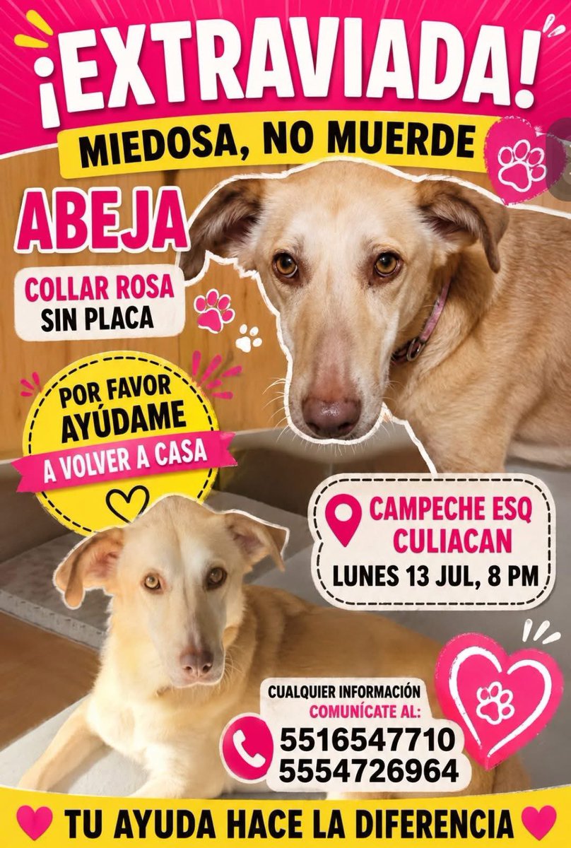 ile_cone's tweet photo. Por favor ayuda!!!  
@peatonesprimero @PrrosPerdidosMX @PerrosPerdidosA @perrovuelve https://t.co/cuYUvUUHDc
