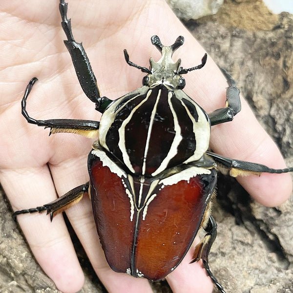 Nasified7's tweet photo. The heaviest insect in the world is the Goliath Beetle. It grows as big as a man's fist and weighs up to 3.5 oz. https://t.co/3ZrUiUDZlU