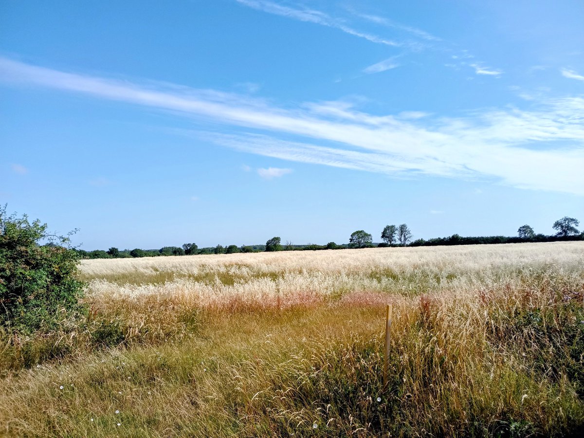 phil0073's tweet photo. Here near #Hannington on the #NorthamptonshireRound & the old
#Hannington2Wellingborough way. #PhilOnaBike #WeekdayWander #FridayFields #clouds https://t.co/nDzJtAid7n