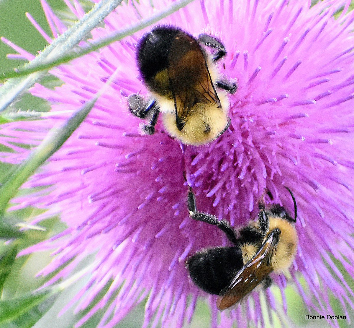 BonnieDool5t's tweet photo. Two Bees For #Twosday https://t.co/W7qzIHINFW