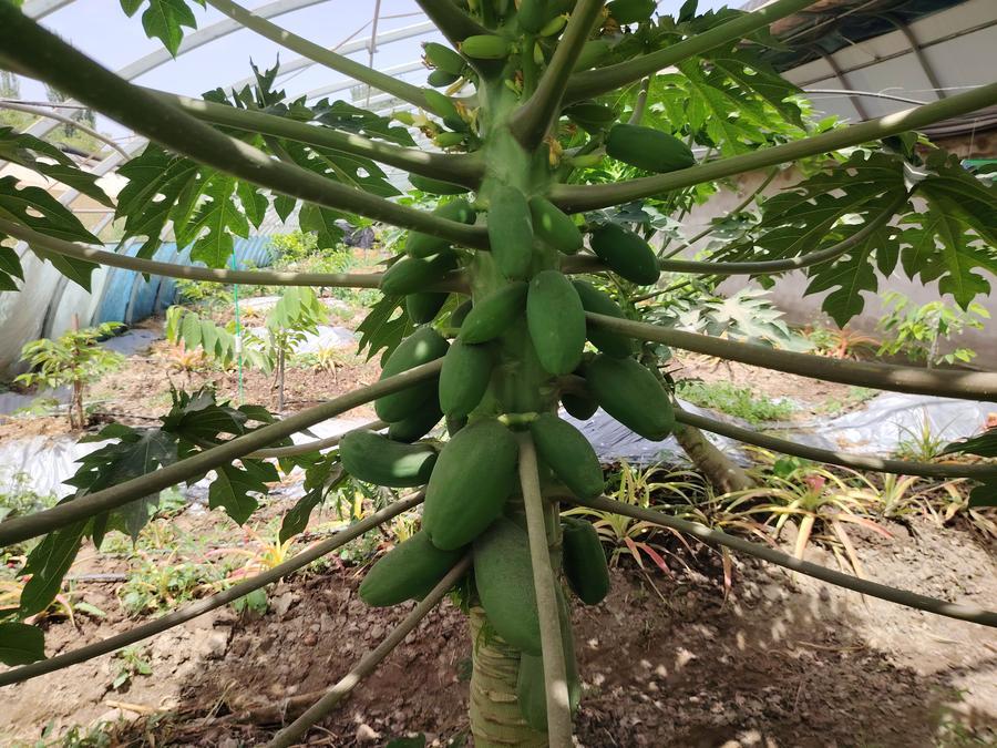 Talkwith_Alex's tweet photo. Bananas, papayas, and pineapples are thriving on the edge of the Taklamakan Desert in Xinjiang. Innovative farming is turning salty soil into fertile ground, creating new opportunities for local communities—one greenhouse at a time. 🍌🍍🌱 #Xinjiang #Agriculture https://t.co/ujiudYyG9Y